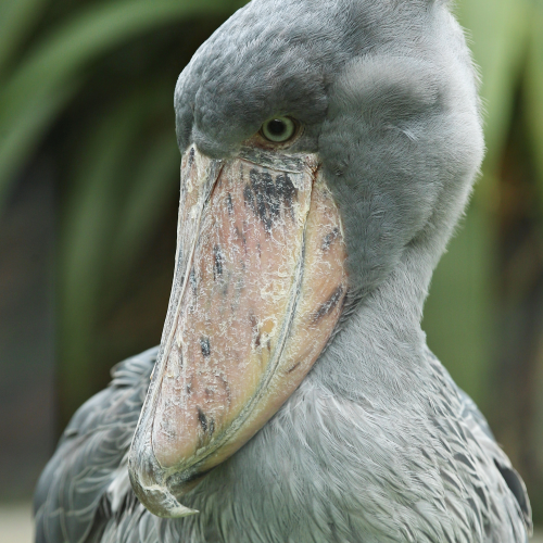 Promote Biodiversity Conservation by safer_globe_conservation_trust_uganda_hoima_oil_city