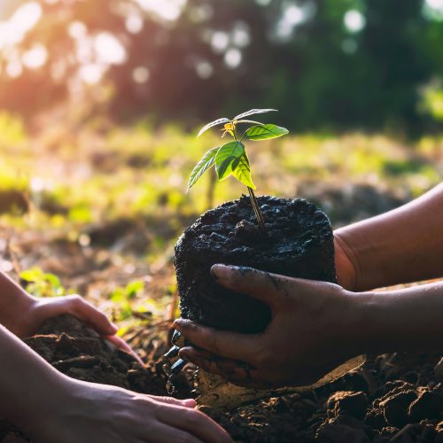 tree planting Strengthening Institutions Partnerships and Collaborative Networks by safer_globe_conservation_tru tree planting Strengthening Institutions Partnerships and Collaborative Networks by safer_globe_conservation_tru